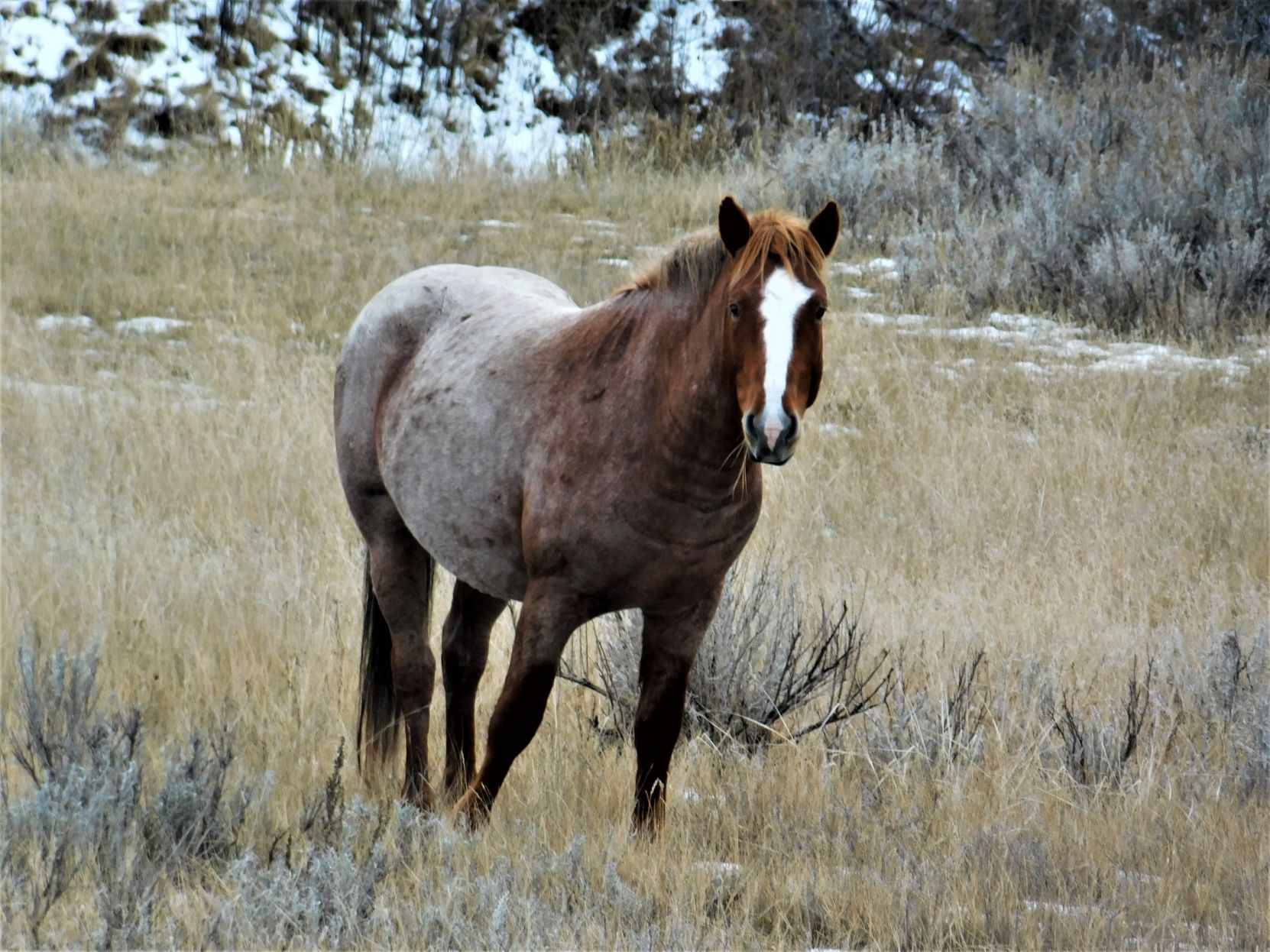 New Jersey the Mare